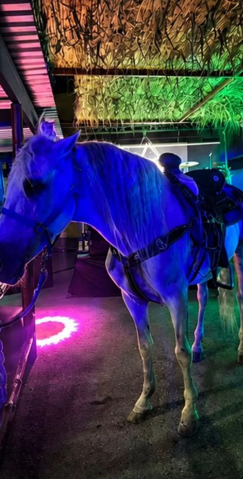 Inspección y Verificación actúa contra prácticas irregulares y protege el bienestar animal