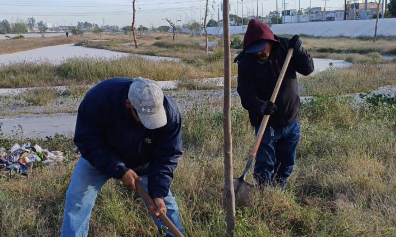 Explican procedimiento para obtener permiso de trasplante de árboles