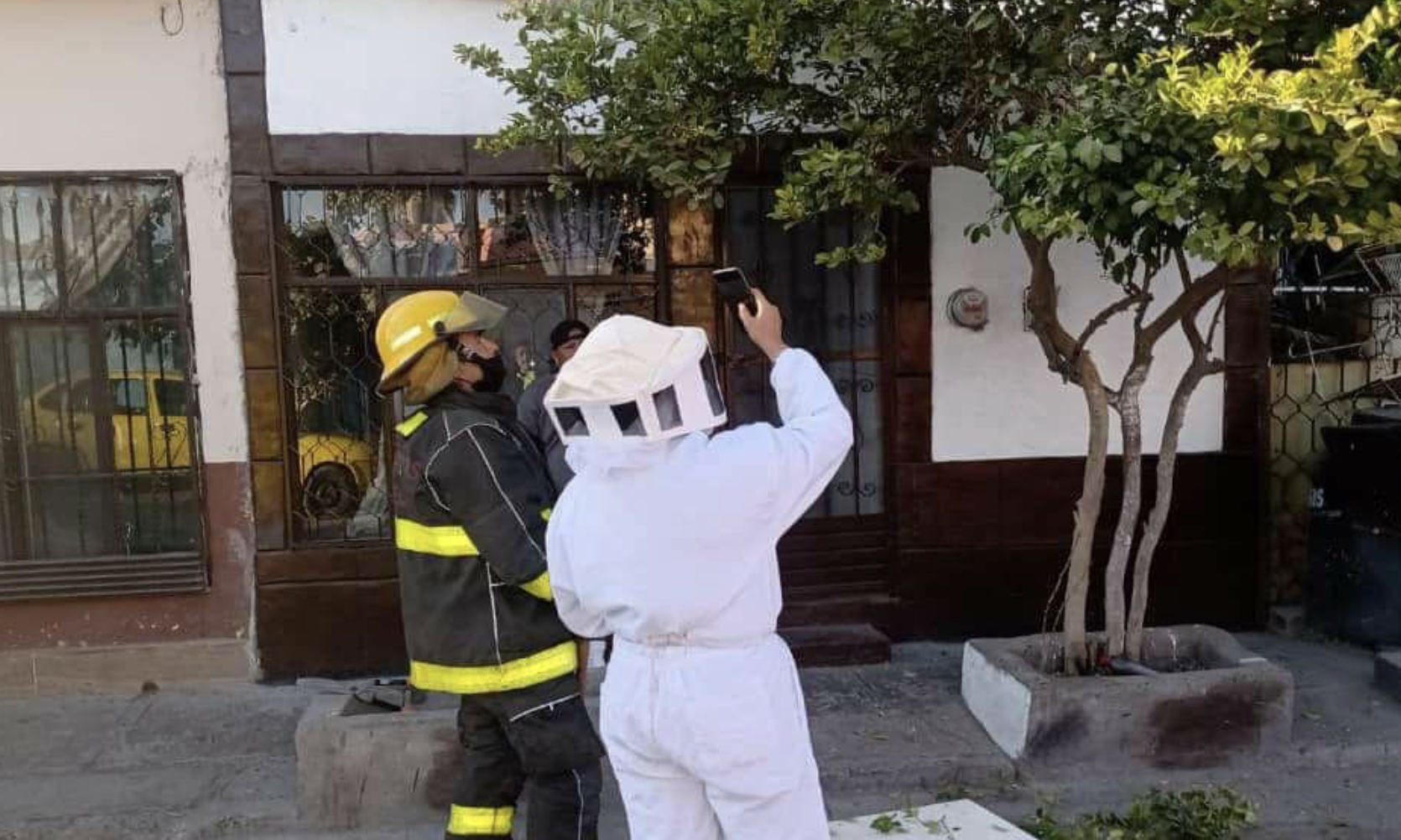 Atiende Protección Civil y Bomberos reportes de enjambres de abejas