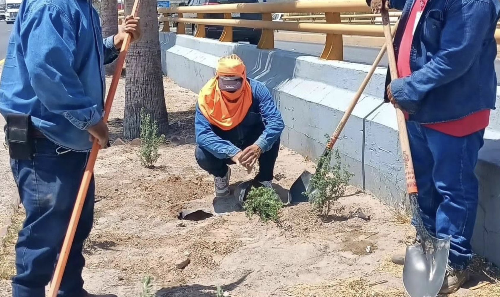 Personal de Servicios Públicos reforesta tramo de la carretera a Mieleras