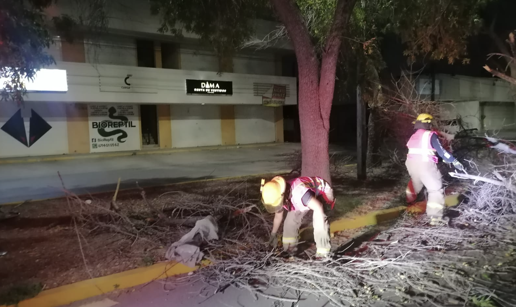 Protección Civil atendió reportes de árboles caídos y cables sueltos debido a la presencia de viento