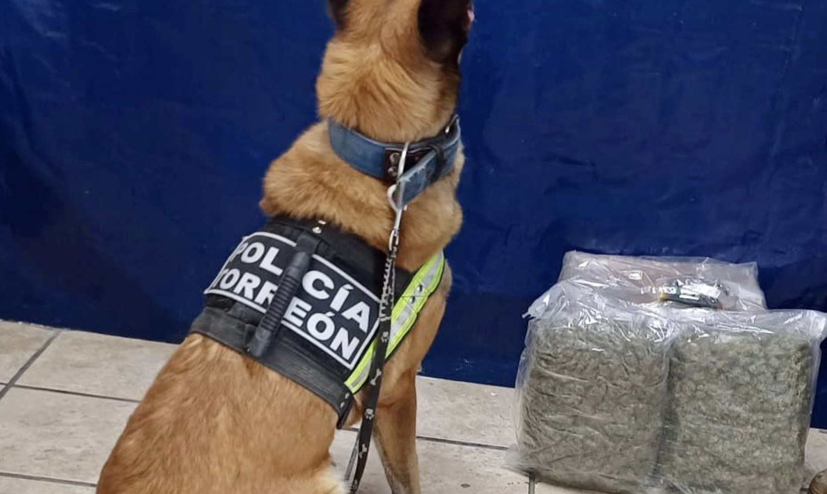 Unidad K9 detecta bolsas con droga en empresa de paquetería