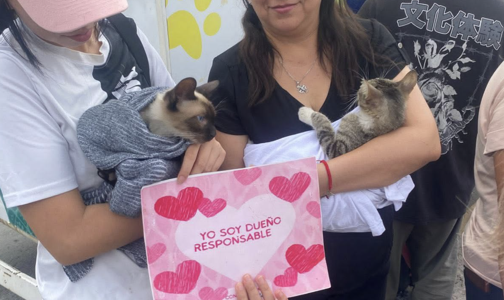 Inicia campaña de esterilización “Michitos Machitos”