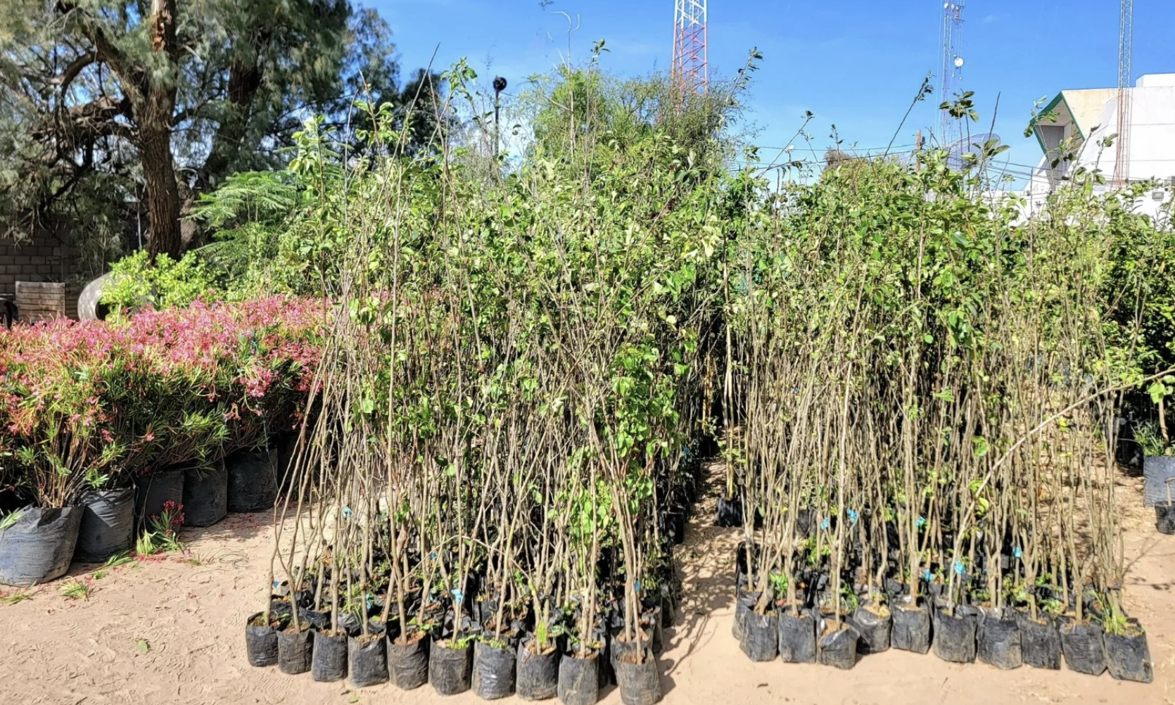 Medio Ambiente invita a “adoptar” un árbol