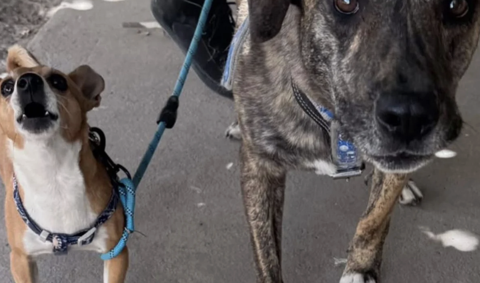 Centro de Control Canino de Torreón prioriza la tenencia responsable de animales y las acciones de salud pública