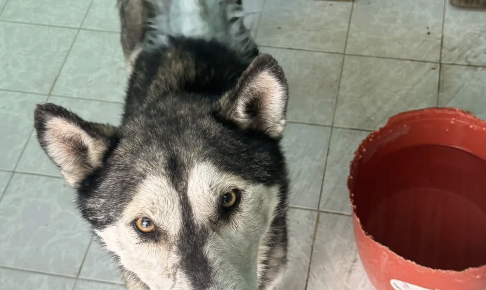Control Canino rescata y atiende a lomito lesionado